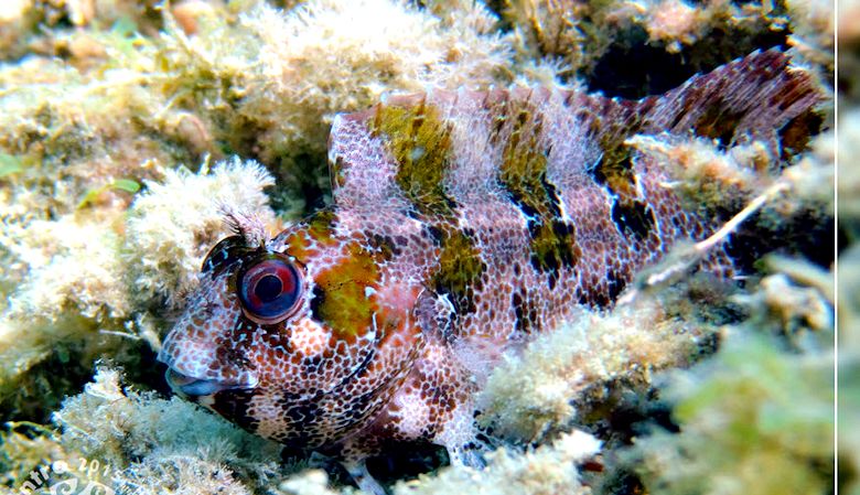 Parablennius gattorugine_008